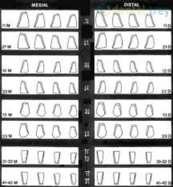 Directa CoForm 41-42 Mesial 604050