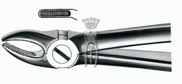 CM Extracting tang OK premolar large  7